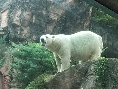 よこはま動物園ズーラシア