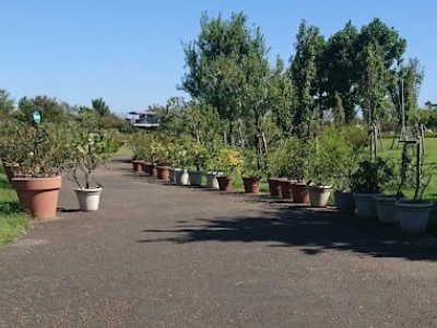 神奈川県立花と緑のふれあいセンター 花菜ガーデン